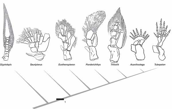Evolutionary Creationism - A Christadelphian Perspective